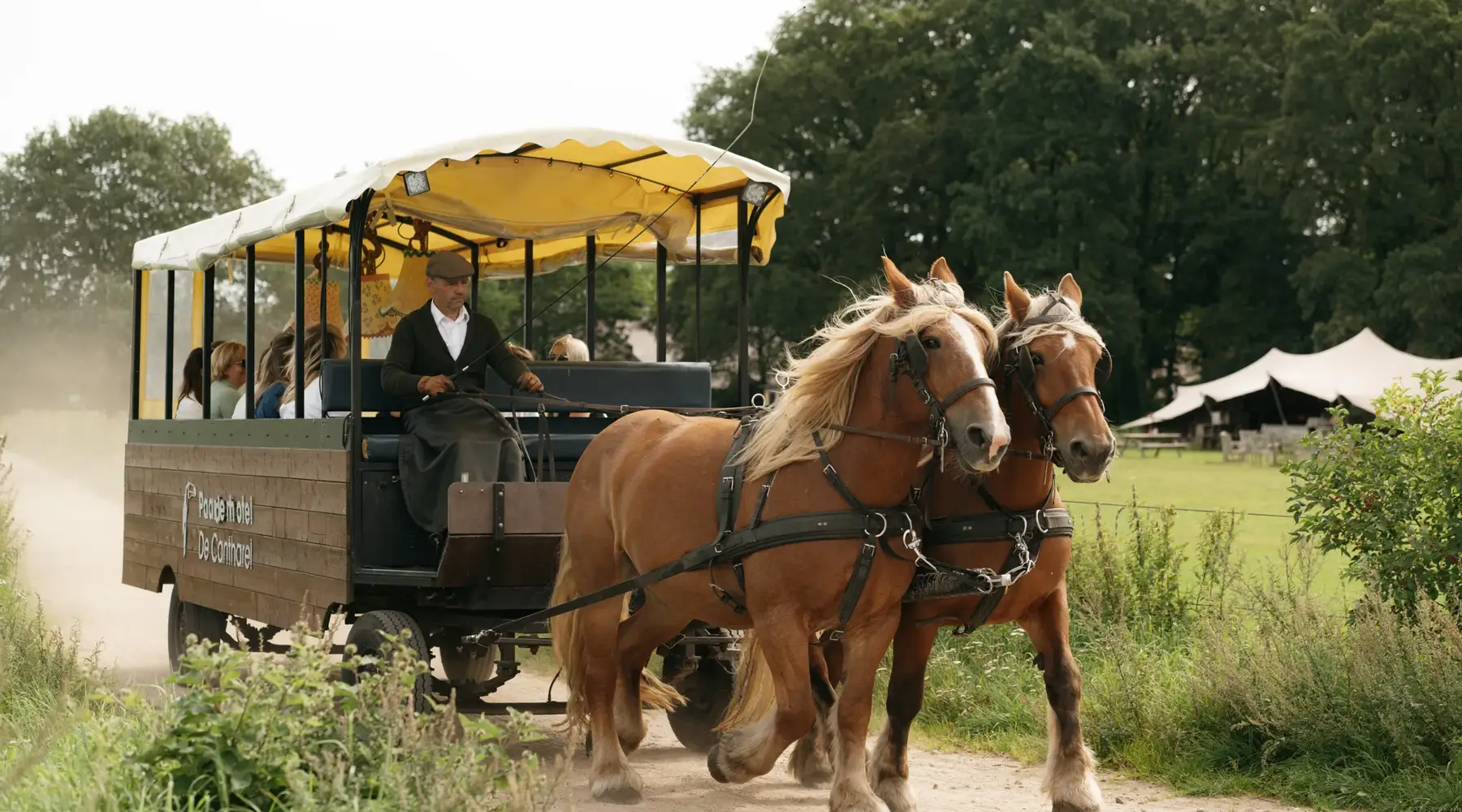 Groep gasten in de paardentram met aangelijnde paarden