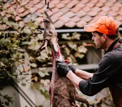 Cutting meat from the carcass (roe deer)