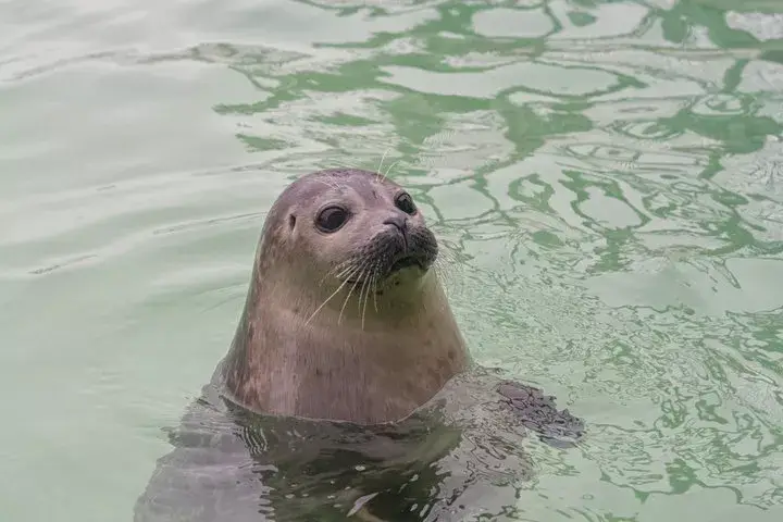 Zeehond in het water