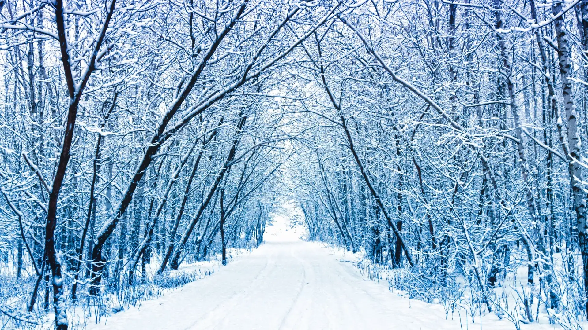 Winters bos