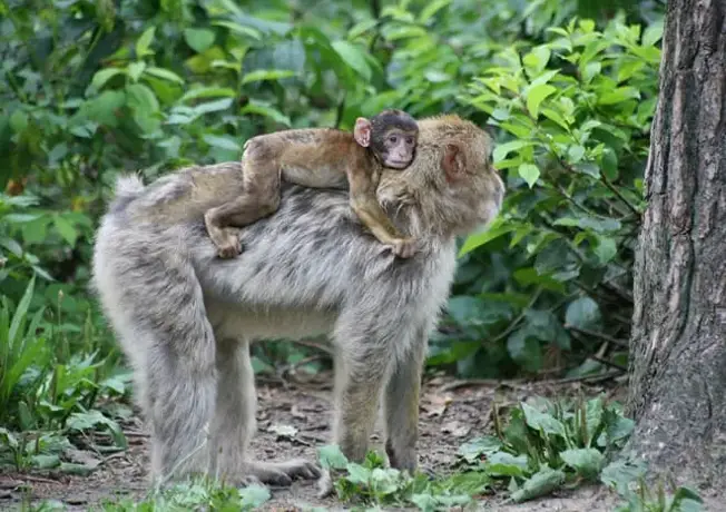 Sommerrodelbahn Affenwald Malchow