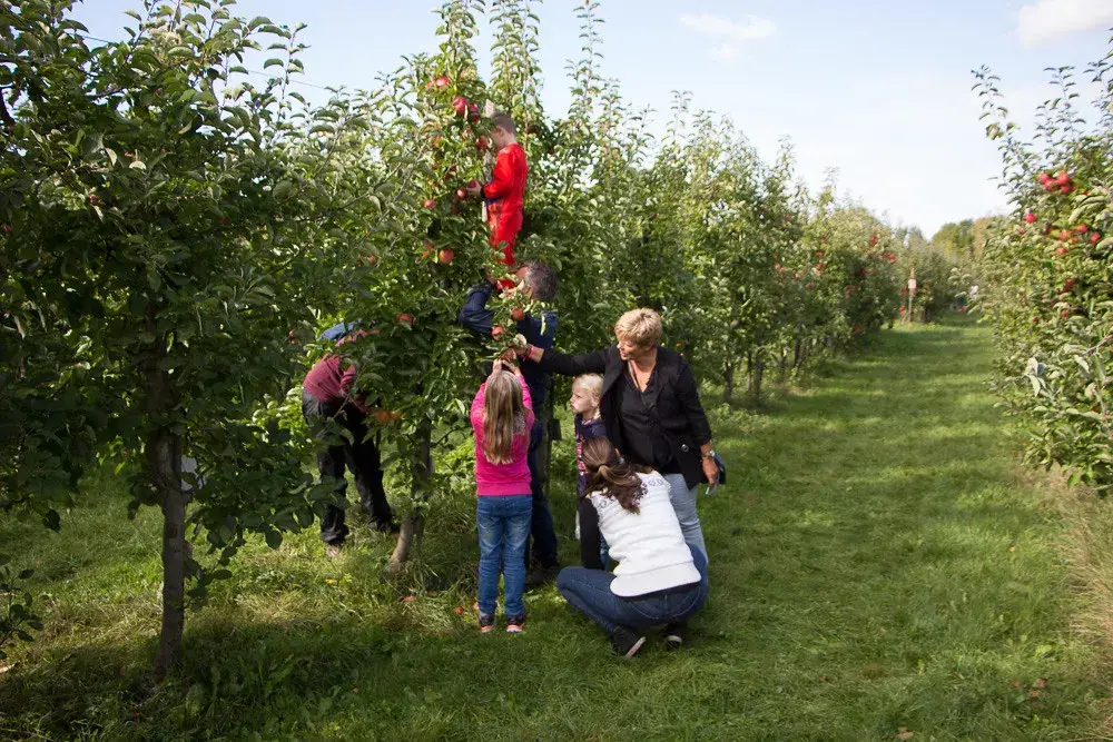 De Olmenhorst | Appels plukken | Kinderen
