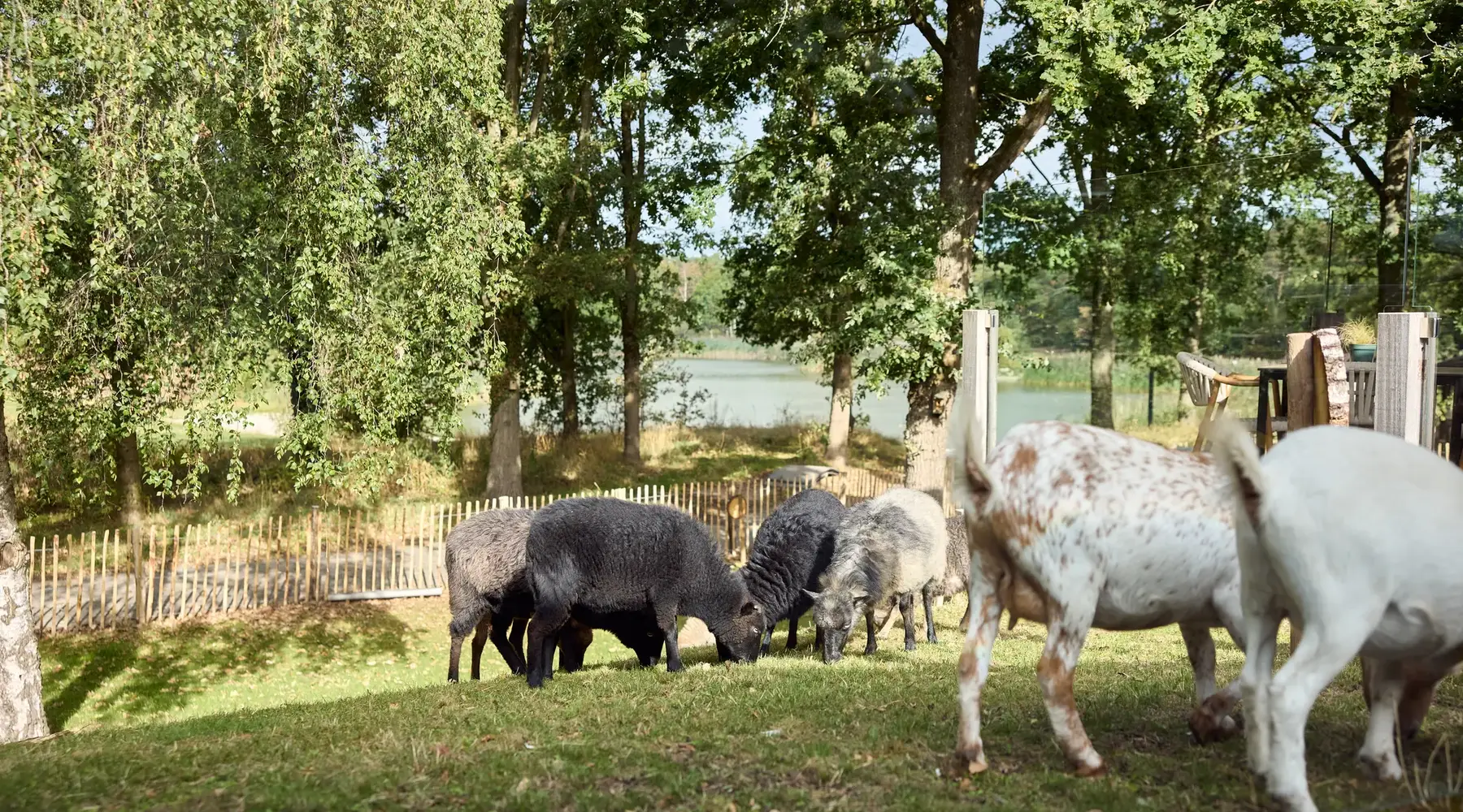 dierenparkje hotel tilburg