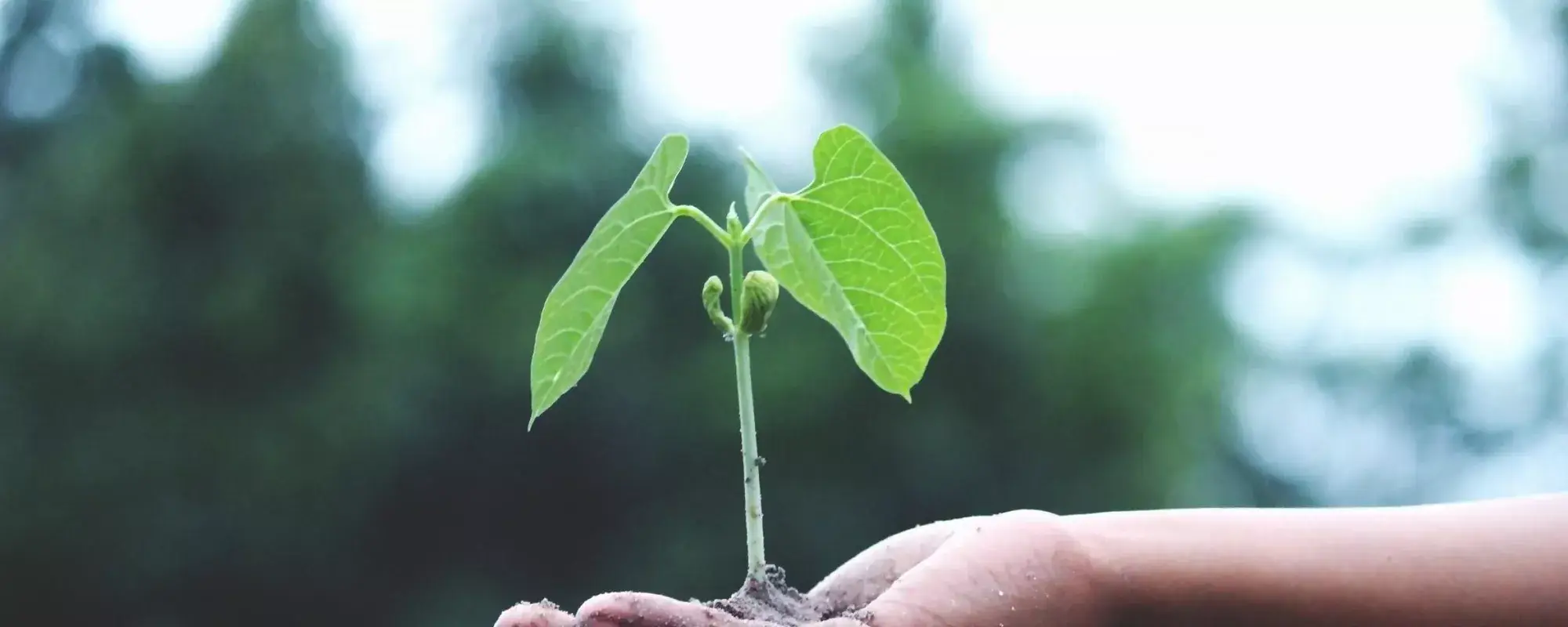 Plant in a hand