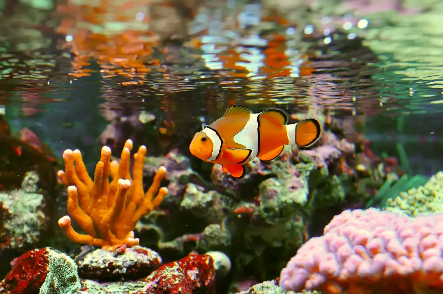Sea Life