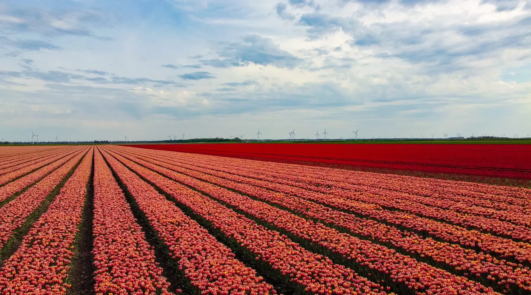 Tulpenfeld in Flevoland mit Windmühlen im Hintergrund