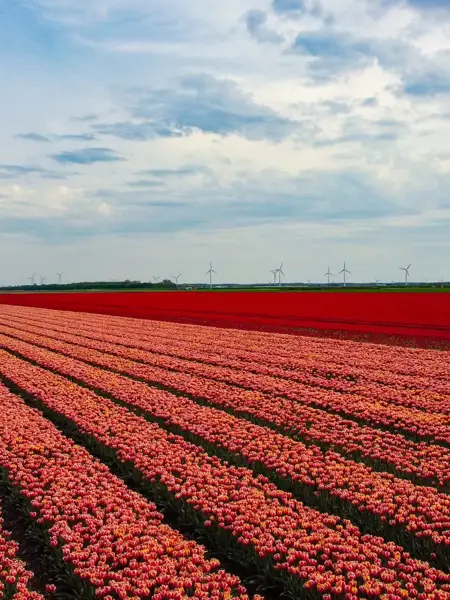 Blumenfeld in Flevoland