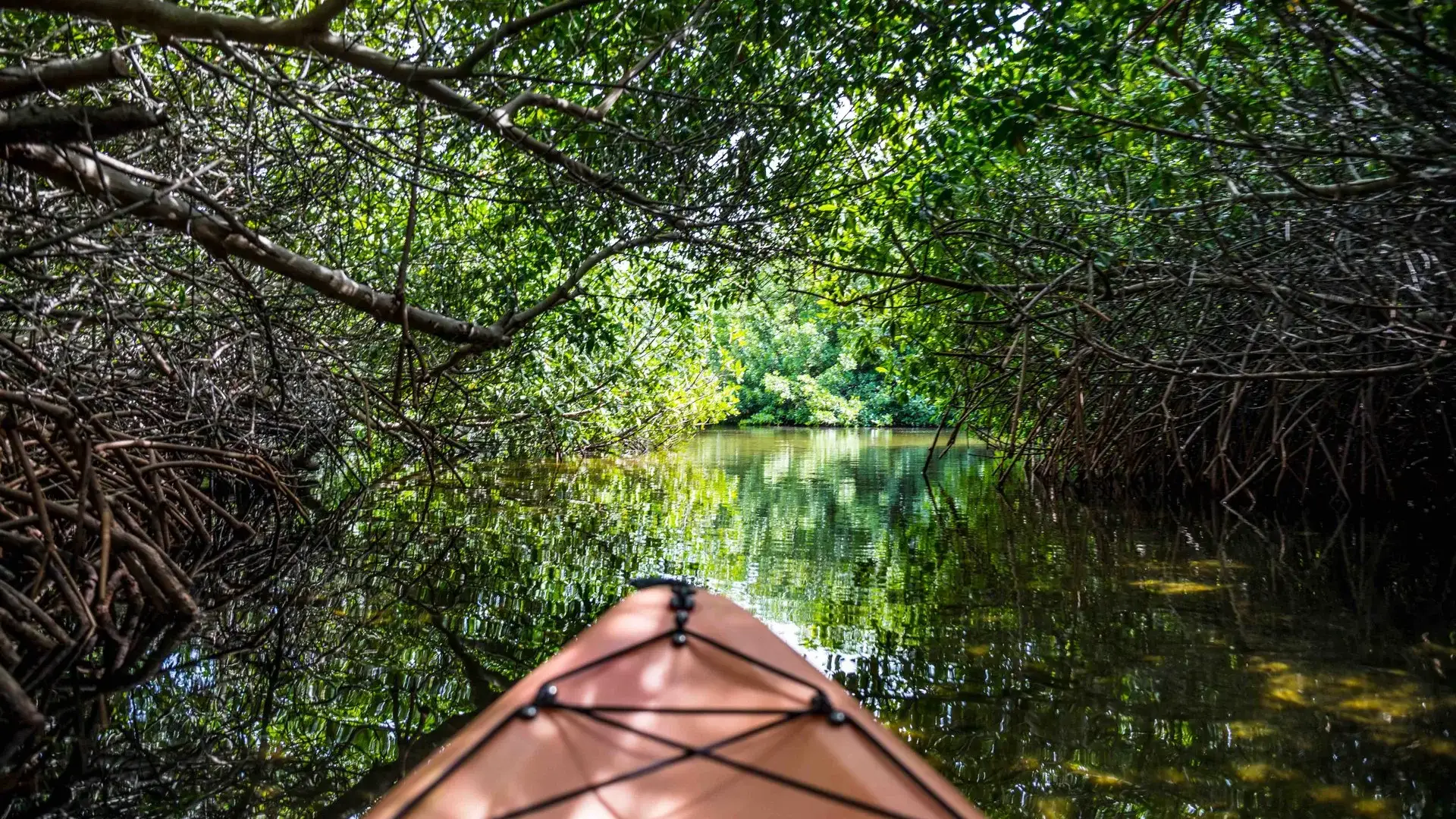 Mangrove