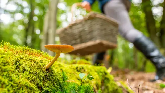 Fietsen door Noordwijkerhout
