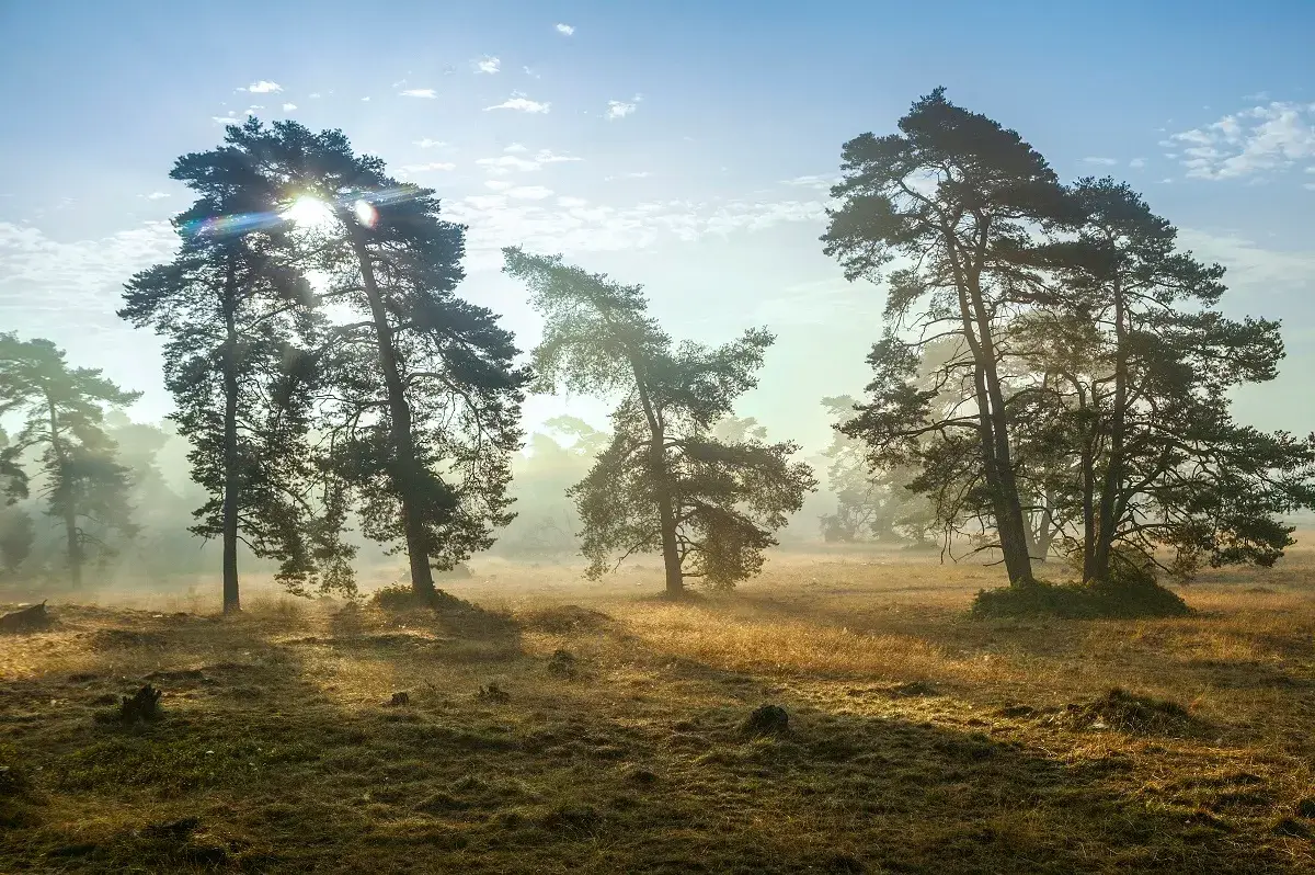 The Veluwe 