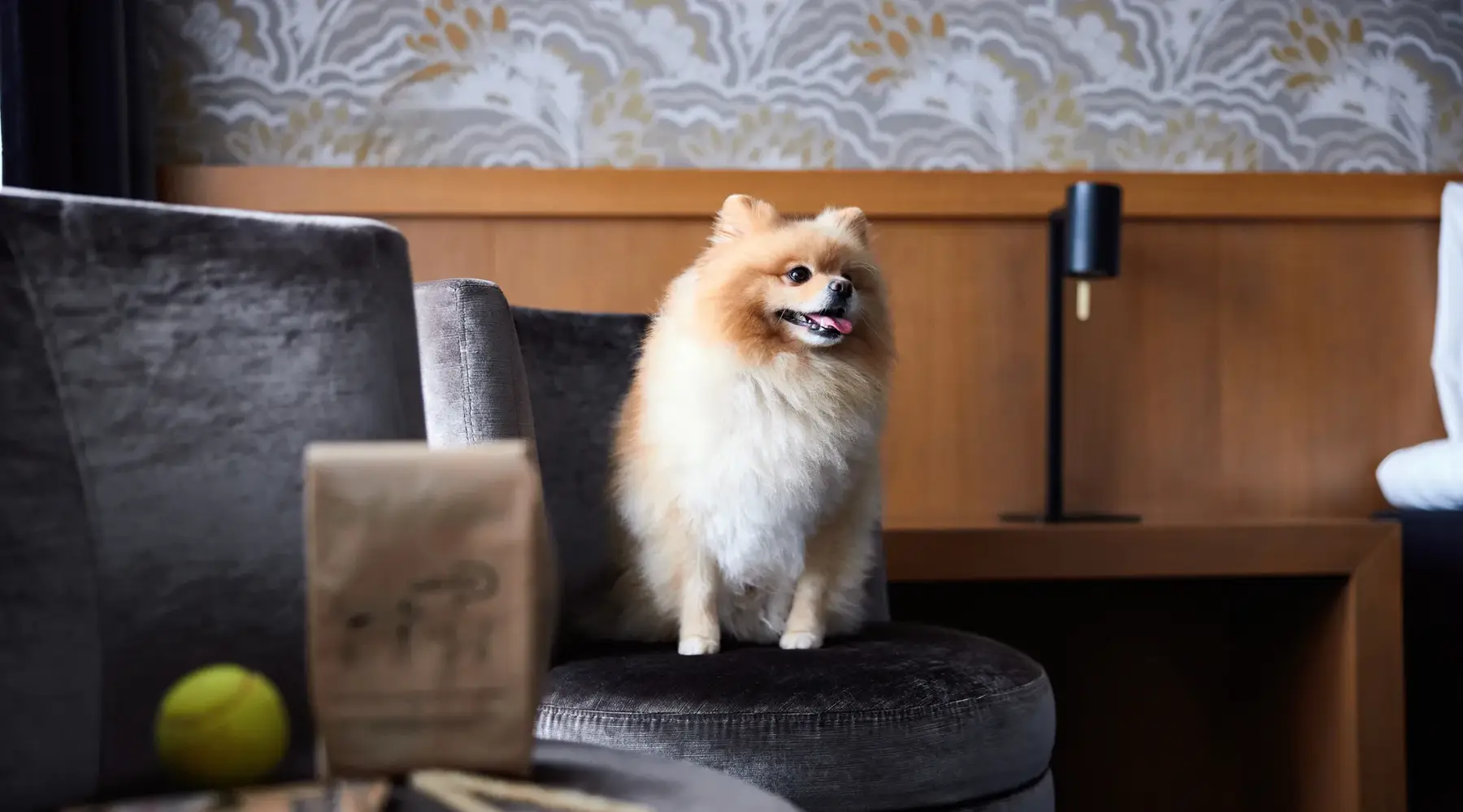 Hond op de kamer van Hotel Drachten