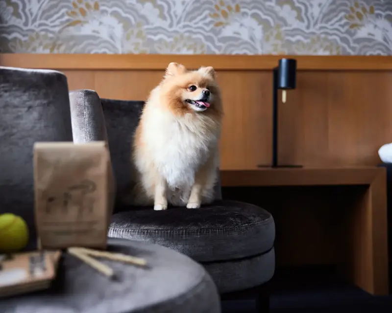 Hund im Hotelzimmer in Drachten